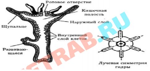 Что такое кракен сайт в россии