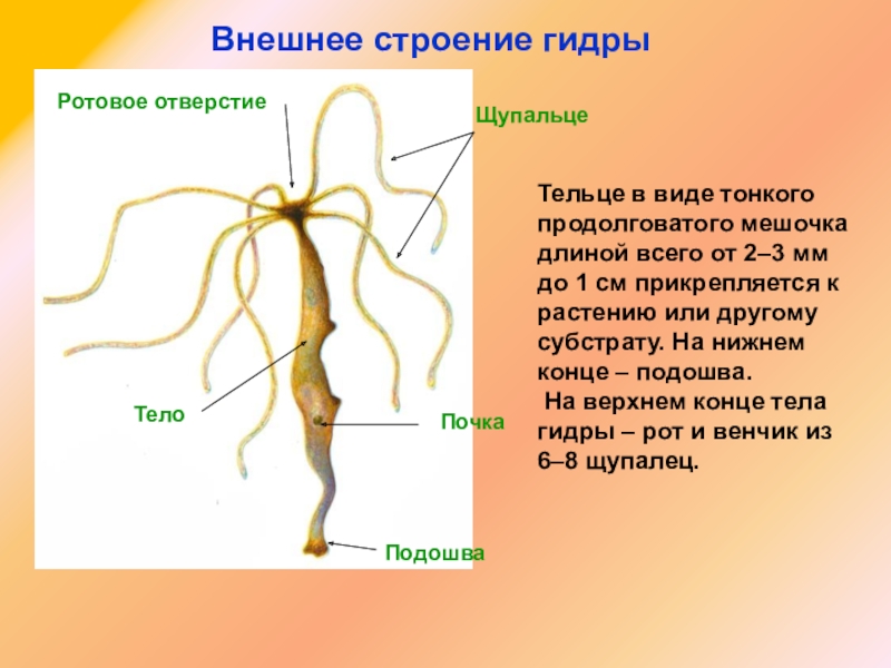 Что с кракеном сегодня сайт